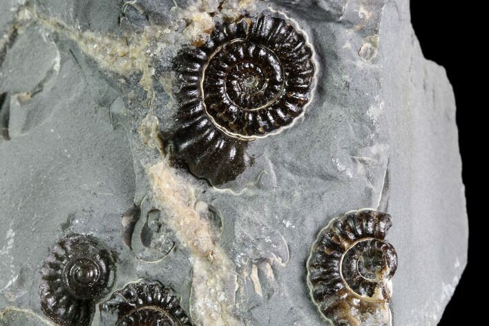 Ammonite (Promicroceras) Cluster - Somerset, England #86228
